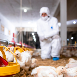 Cleaning Before Disinfection: The Step Poultry Farms Shouldn’t Skip During Bird Flu Risk