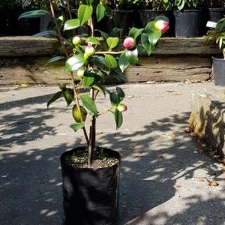 Planter Bags (PBS)/Sprayguards 160X160X320-125 BLACK PB12 - Flexoplas